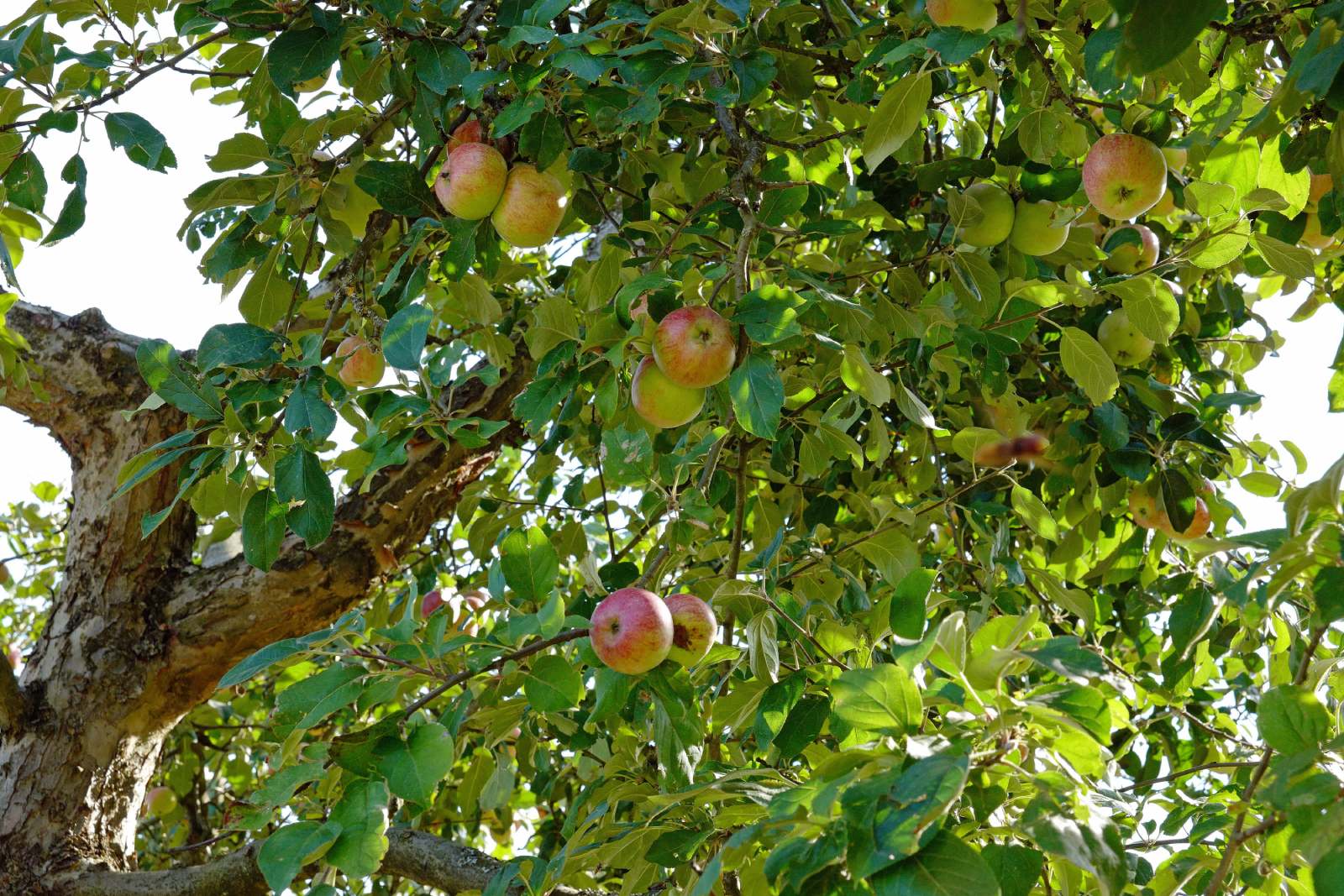 Arbres fruitiers.jpg Vente d'arbres fruitiers, Coulommiers