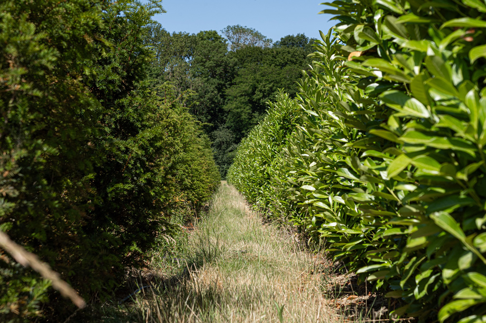 Vente d'arbustes en Seine-et-Marne