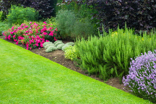 Plantes vivaces Provins