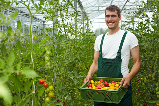 Producteur de plantes Provins