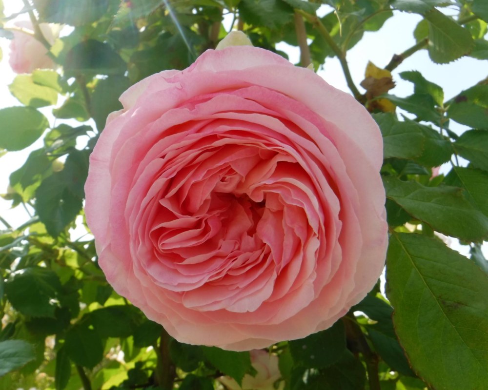 Rosiers Pontault-Combault