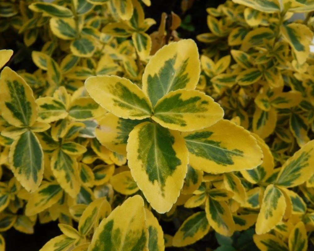 Plante de haies Pontault-Combault