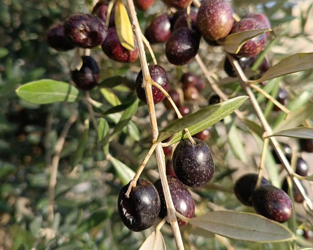 Petit arbre fruitier Provins