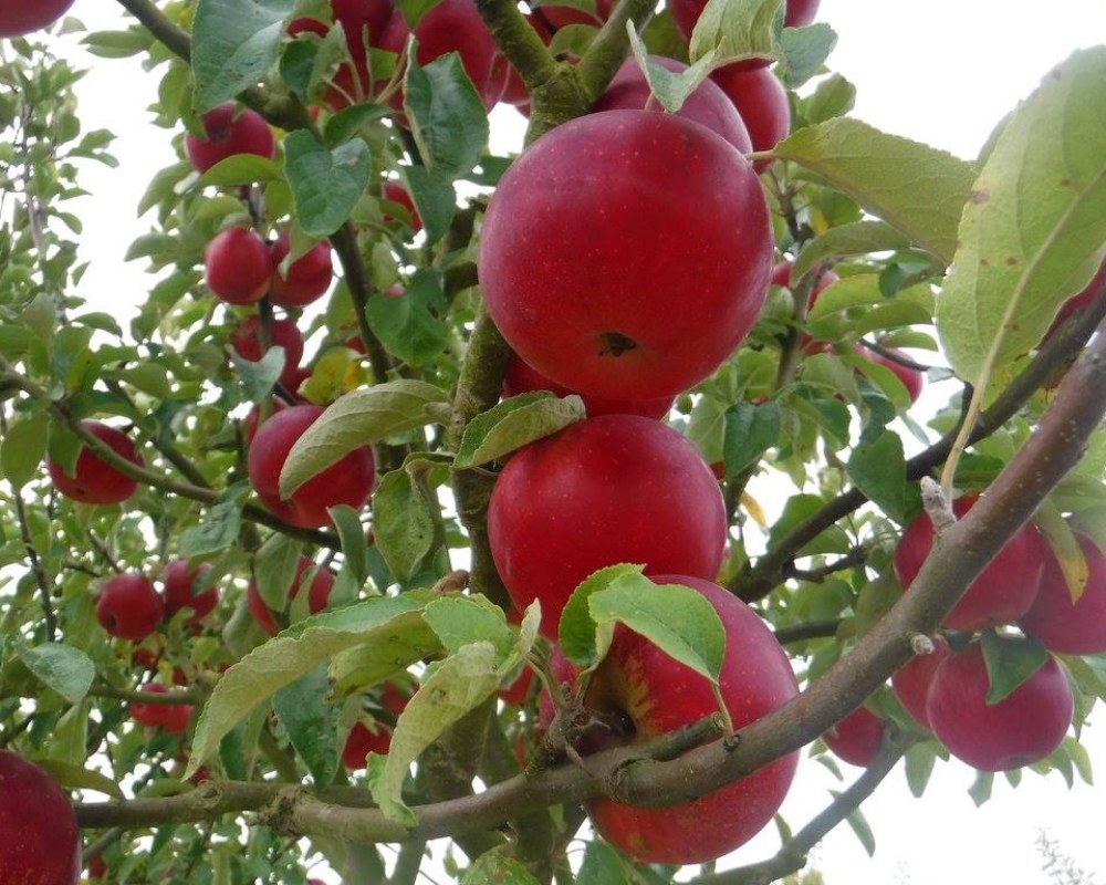 Arbre fruitier Provins
