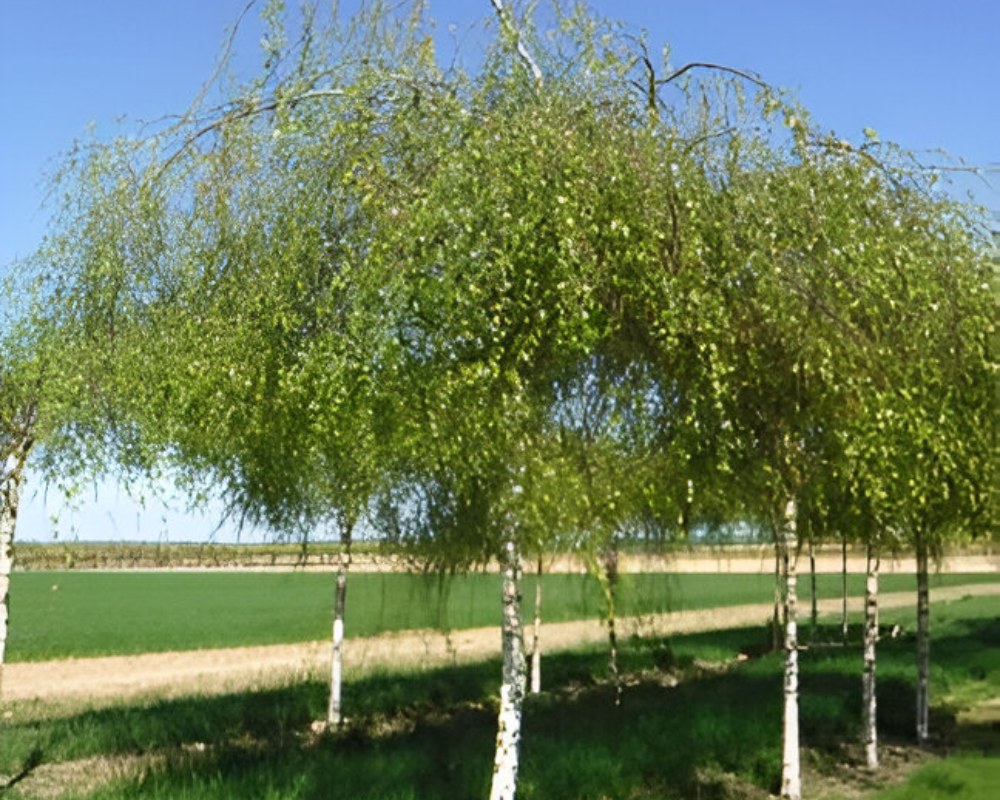 Arbre d’ornement Coulommiers