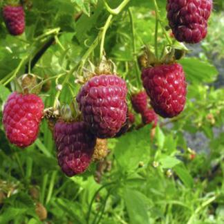 Petit arbre fruitier Provins