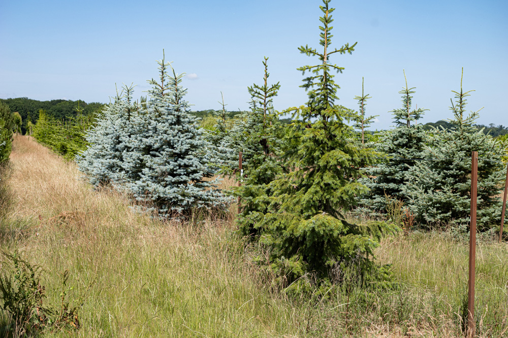 Arbre d’ornement Coulommiers