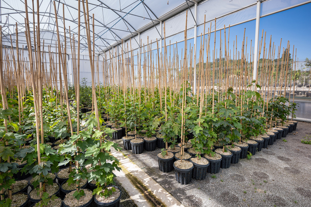 Producteur de plantes Pontault-Combault