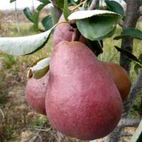 Plantes de terre de bruyère Pontault-Combault