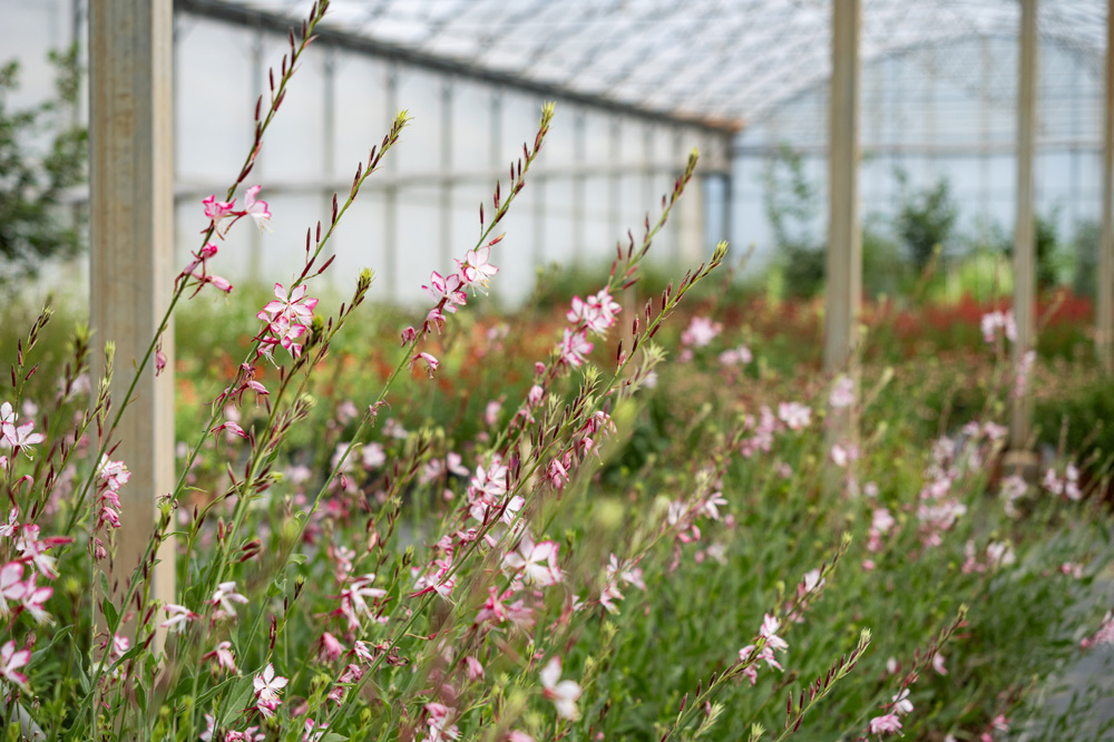 Pépinière en Seine-et-Marne