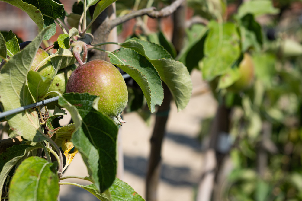 Vente d'arbres fruitiers en Seine-et-Marne
