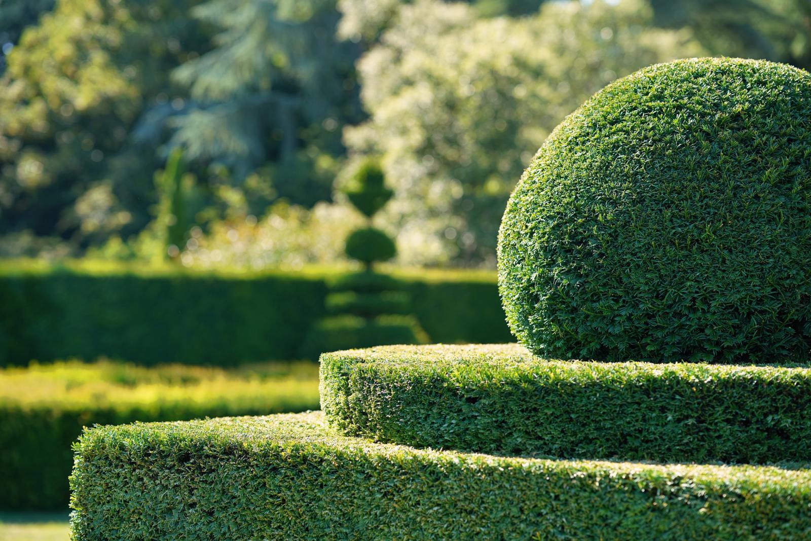 Haie.jpg Vente de plantes de haies, Île-de-France