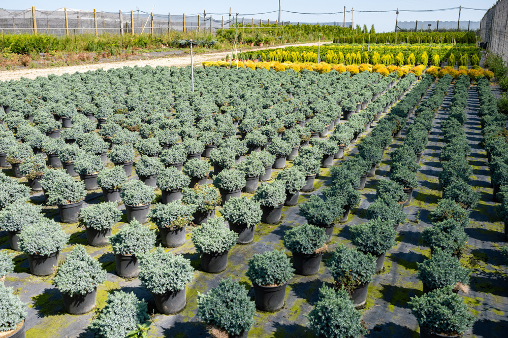 Producteur de plantes Provins