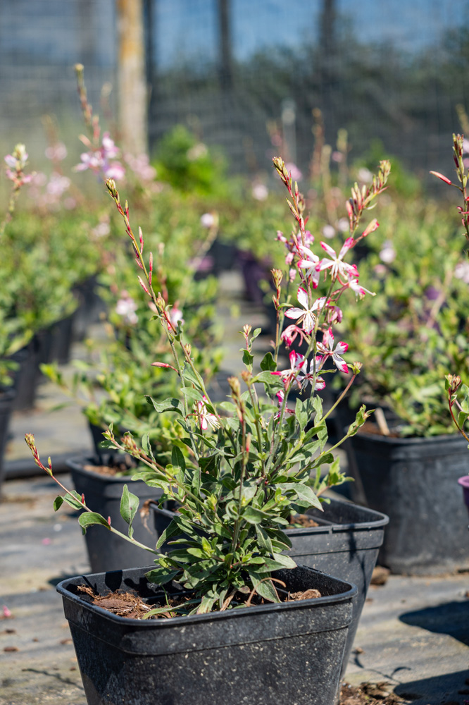 Plantes vivaces Provins