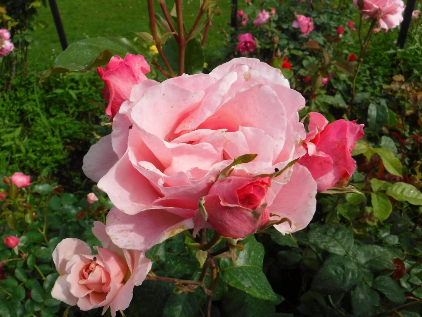 Fourniture de jardin Provins
