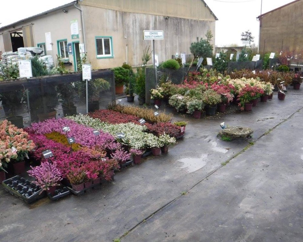 Plantes de terre de bruyère Provins