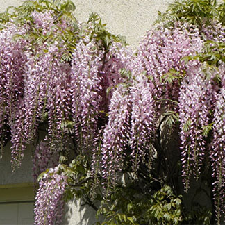 Plantes grimpantes Provins