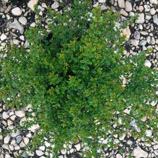 Plante de haies Provins