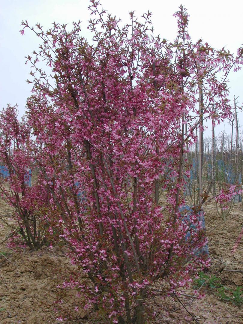 PRUNUS OKAME Conifère Provins