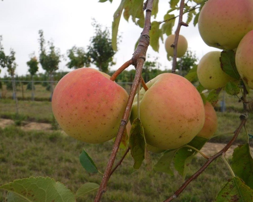 Arbre fruitier Pontault-Combault