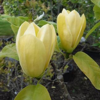 Fourniture de jardin Provins