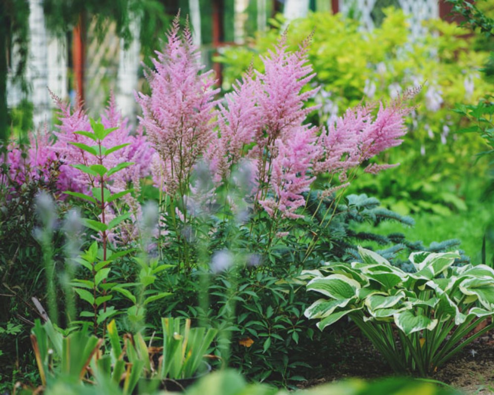 Plantes vivaces Pontault-Combault