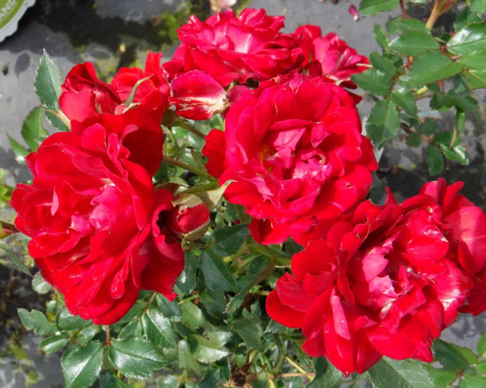 Rosiers Provins