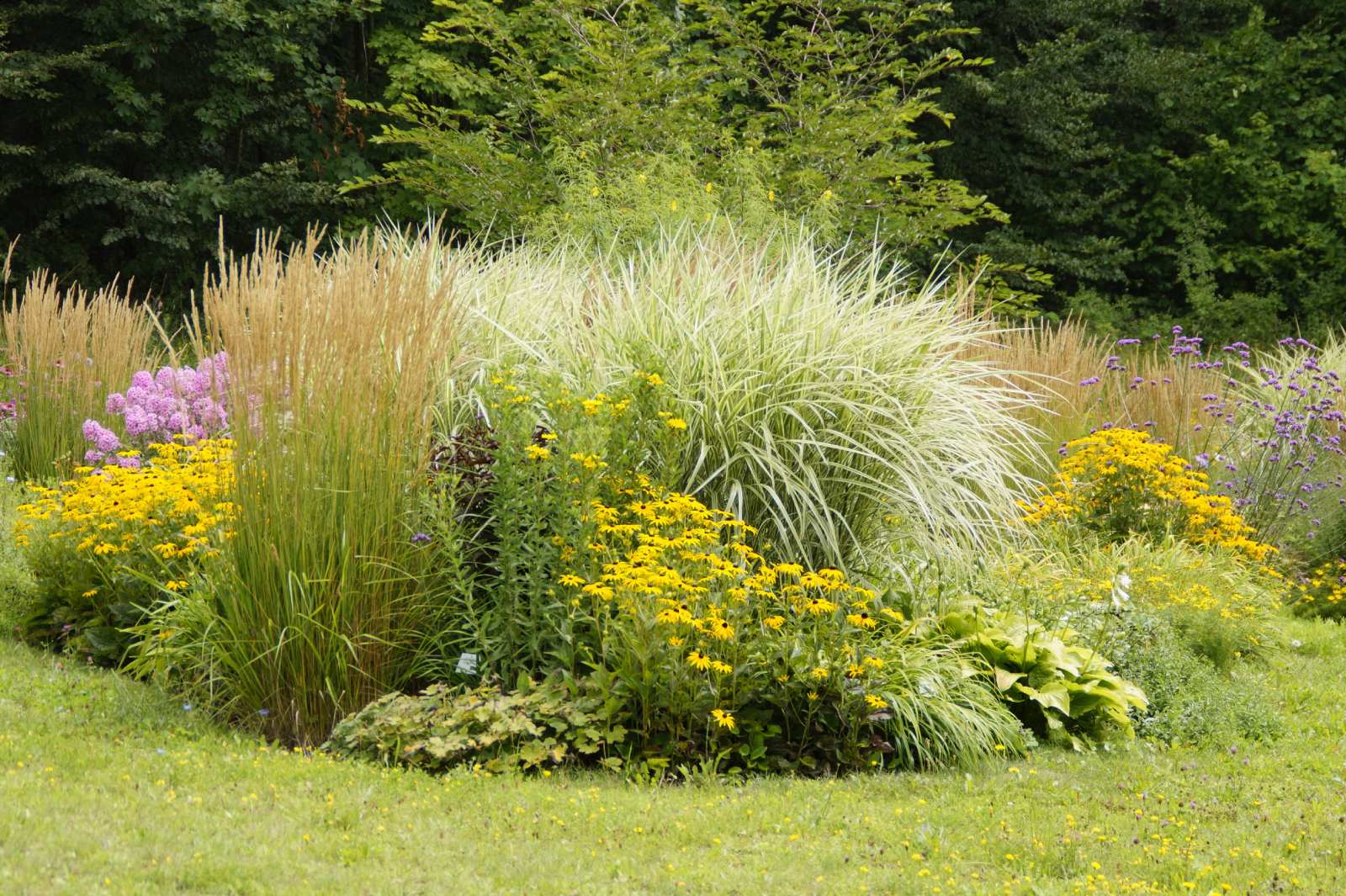 Vivace.jpg Vente de plantes vivaces, Sézanne