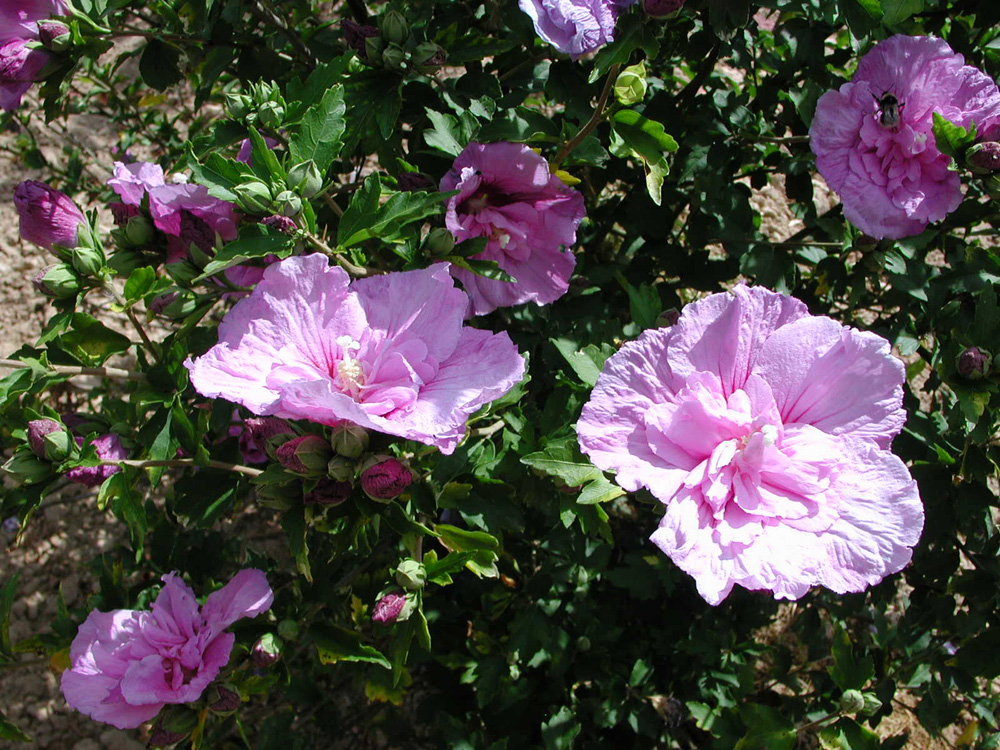 Rosiers Provins