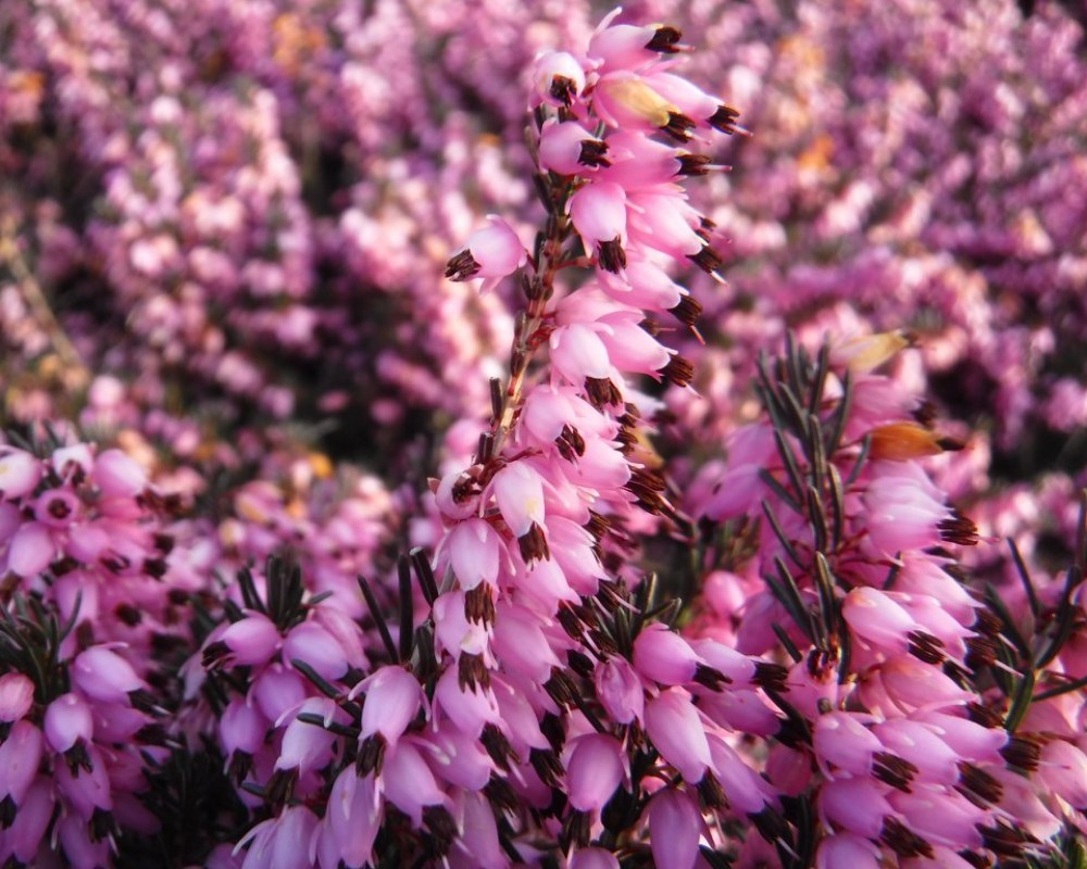 Plantes de terre de bruyère Coulommiers