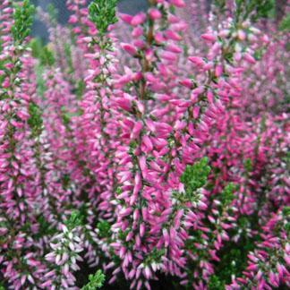 Plantes de terre de bruyère Coulommiers
